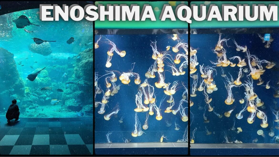 A TRIP OUT TO ENOSHIMA AQUARIUM | DOLPHIN SHOW AND SO MUCH MORE