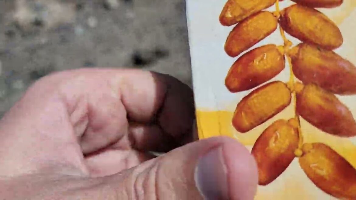 الدقلة التونسية على قمة جبل فوجي باليابان