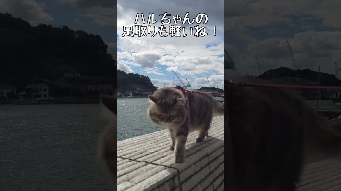 尾道水道から瀬戸内海の島を眺める猫 #shorts 尾道水道から瀬戸内海の島を眺める猫 #shorts