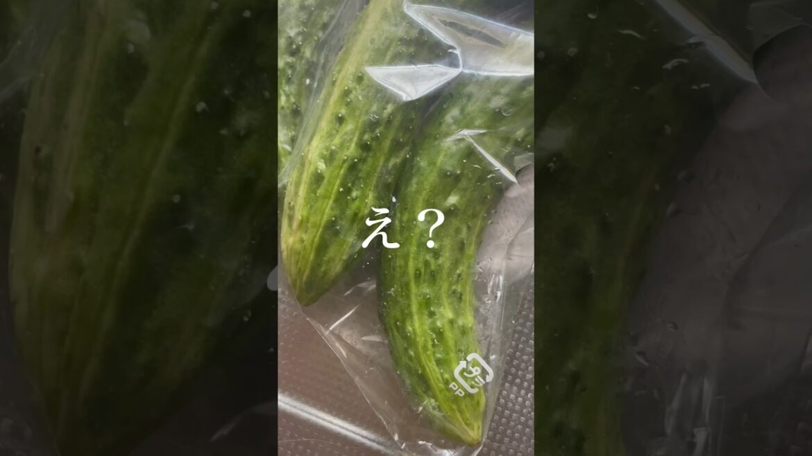 北海道でキュウリかと思って買ったら「え？違う？黒サンゴ？？」謎すぎて調べた結果www #shorts