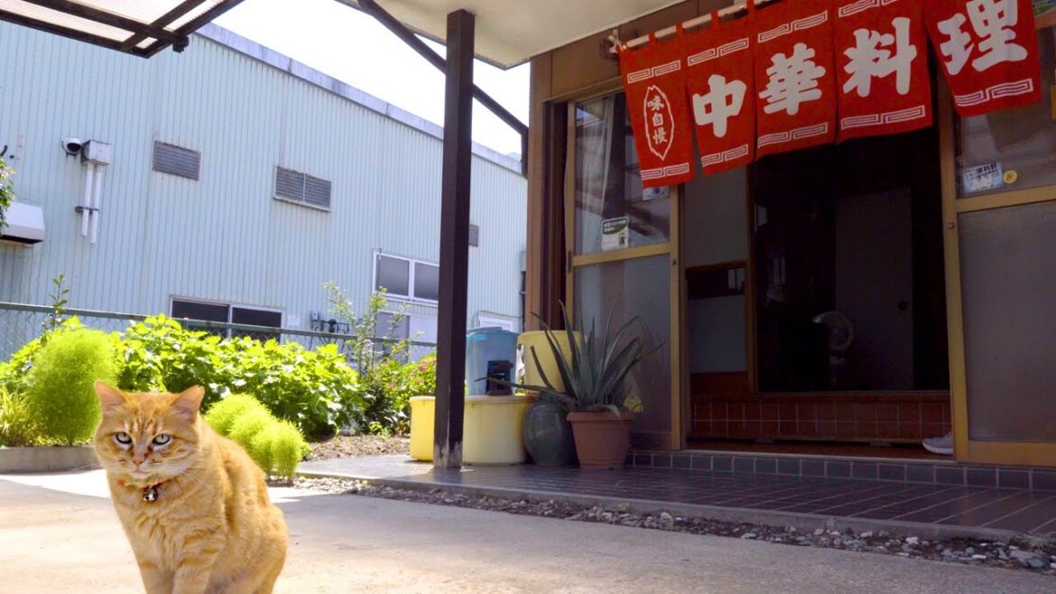 92 Years Young Japanese Man Makes Salt Shrimp Ramen 92 Years Young Japanese Man Makes Salt Shrimp Ramen