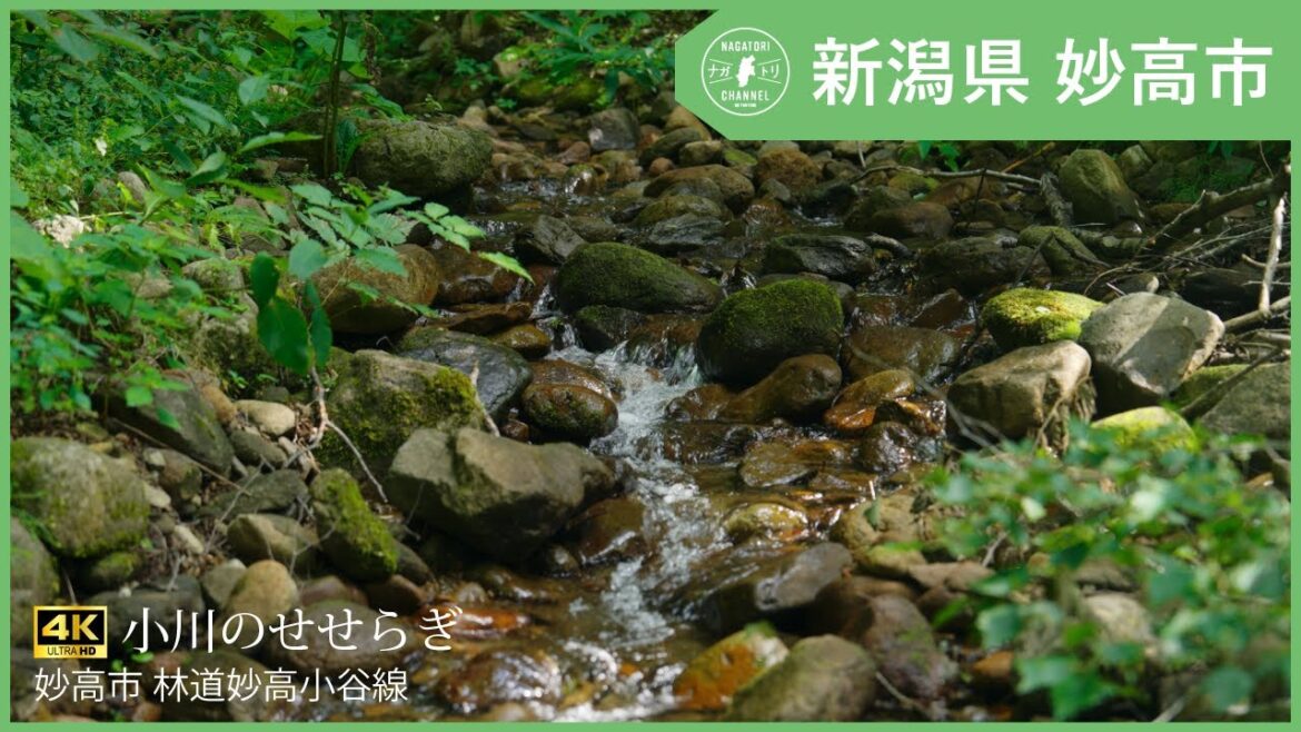 【自然・癒し】小川のせせらぎ | ナガトリ #新潟県 #妙高市 #林道妙高小谷線 【自然・癒し】小川のせせらぎ | ナガトリ #新潟県 #妙高市 #林道妙高小谷線