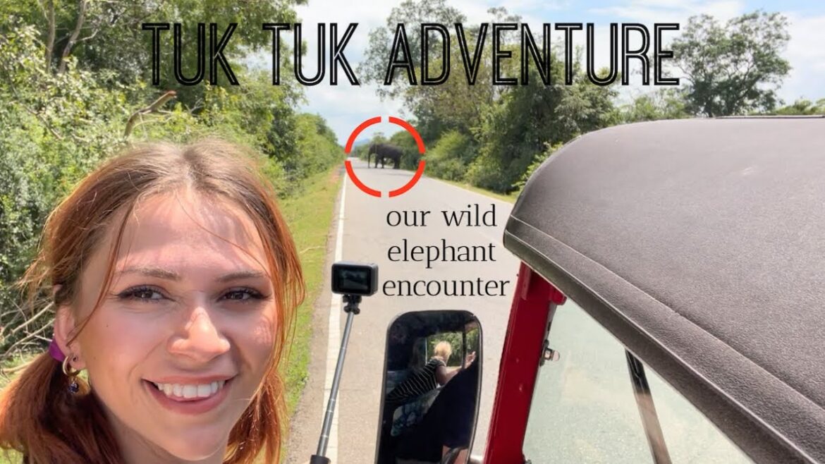 SRI LANKA TRAVEL VLOG | P5 |  WILD ELEPHANT ENCOUNTER | Ella, Yala National Park, Street Dog Rescue