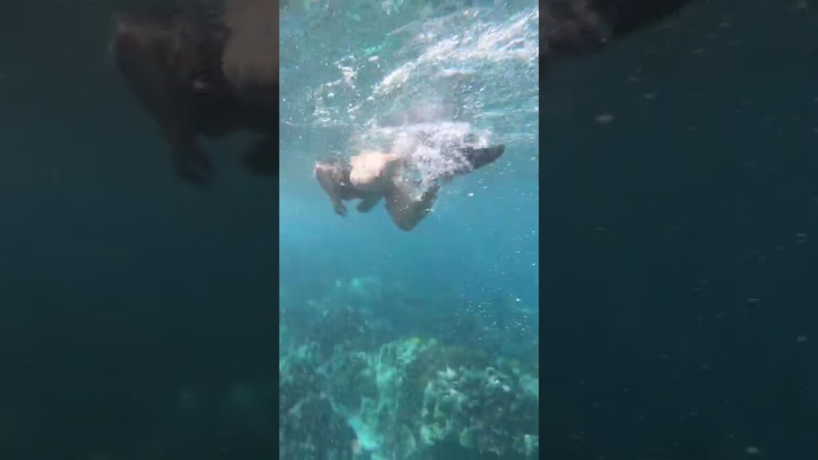 2 Step - One of the most beautiful snorkeling spots on the Big Island of Hawaii #Shorts