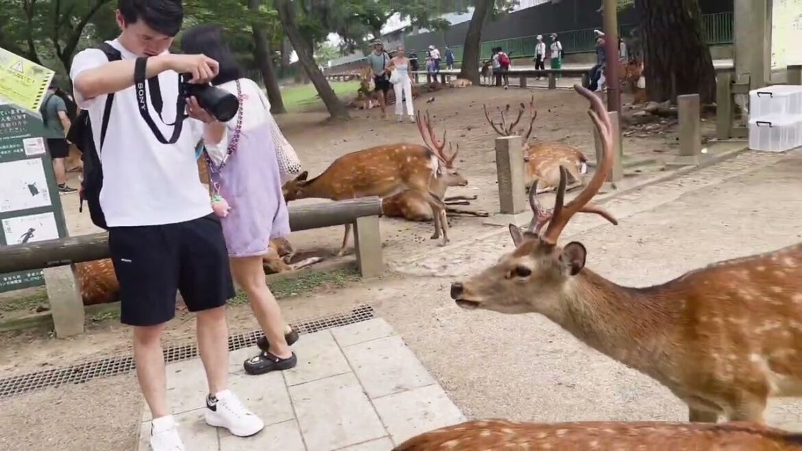 Japan Trip part 4 – Nara and Osaka(@traveltheworld4913 ) Japan Trip part 4 - Nara and Osaka(@traveltheworld4913 )