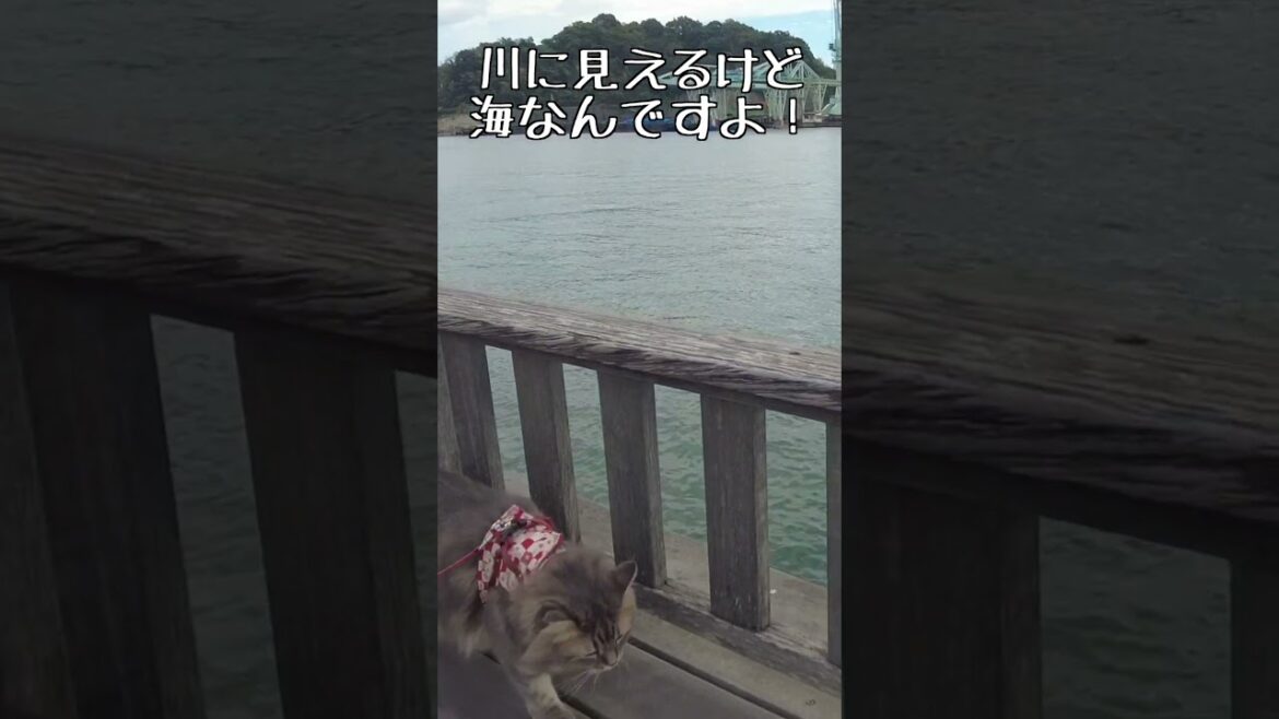 尾道水道を望む海辺のお散歩! #shorts 尾道水道を望む海辺のお散歩! #shorts