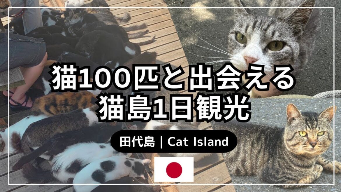 【Vlog】驚きの100匹超え🐈!道を歩けば猫にあたる猫の島・田代島に行ったら想像以上だった|宮城県石巻市|【衝撃映像】圧巻の+50匹一斉ランチタイム🐈🍚 【Vlog】驚きの100匹超え🐈!道を歩けば猫にあたる猫の島・田代島に行ったら想像以上だった|宮城県石巻市|【衝撃映像】圧巻の+50匹一斉ランチタイム🐈🍚