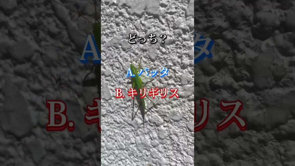 北海道で見つけた謎の昆虫「バッタだと思ったらキリギリス？」正解はどっち #shorts