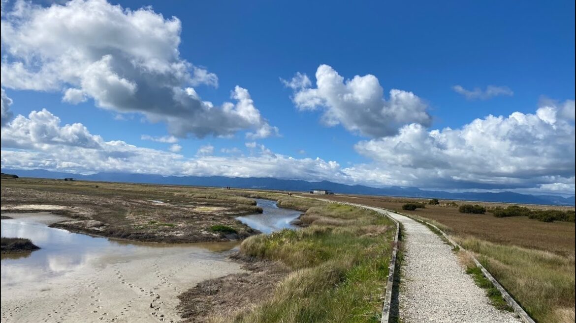 Nature walk and a Spot of Bird Watching 🇳🇿LIVE from Aotearoa New Zealand Nature walk and a Spot of Bird Watching 🇳🇿LIVE from Aotearoa New Zealand