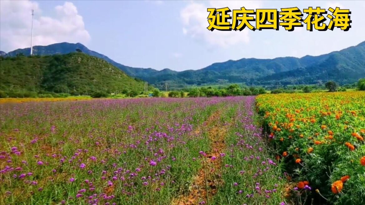 Yanqing Four Seasons Flower Sea, let’s go after a chance encounter Yanqing Four Seasons Flower Sea, let's go after a chance encounter