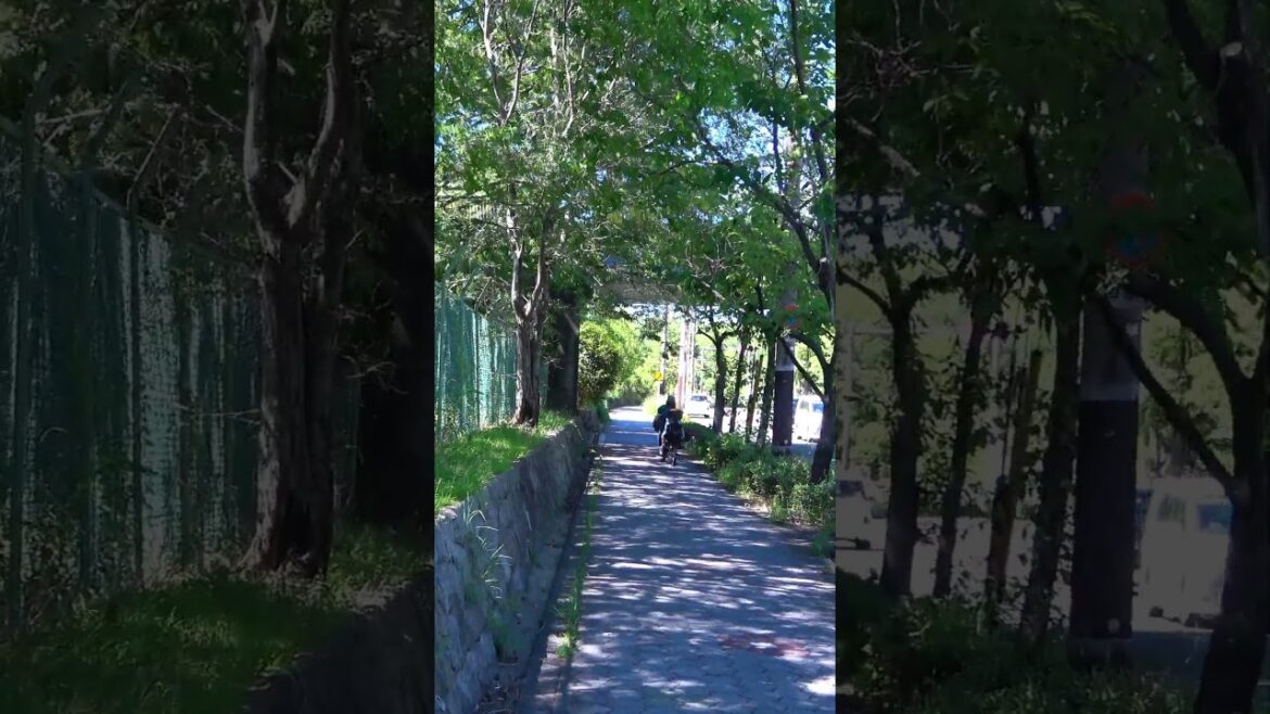 Take a walk from the Tsurumiryokuchi Koenmae bus stop – Osaka – 1 #shorts #walking #japantravel Take a walk from the Tsurumiryokuchi Koenmae bus stop - Osaka - 1 #shorts #walking #japantravel