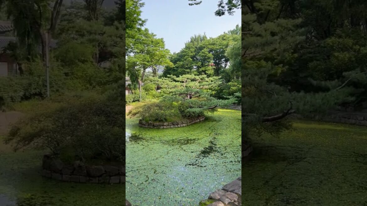 Deoksugung Palace  덕수궁, Seoul, South Korea  #niceview #shorts Deoksugung Palace  덕수궁, Seoul, South Korea  #niceview #shorts