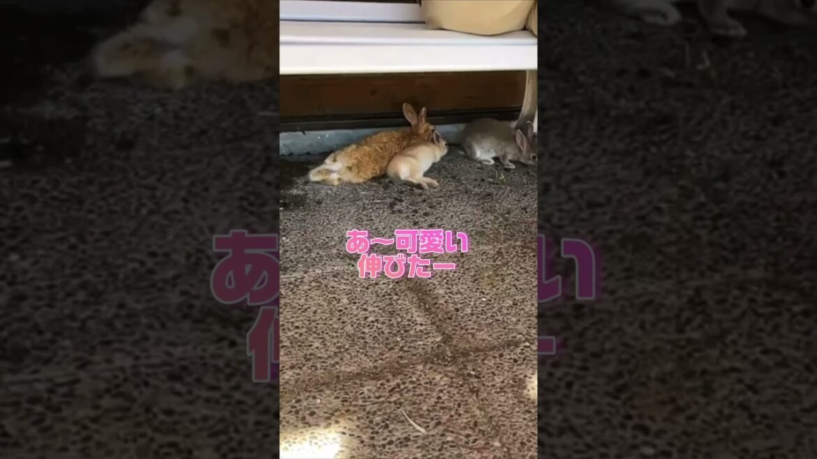 大久野島のうさぎたち2 Rabbits in Ohkunoshima 2