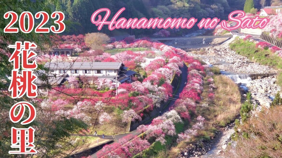 2023 阿智村 | 桃源郷 | 月川温泉郷「花桃の里」 満開(Nagano Japan)