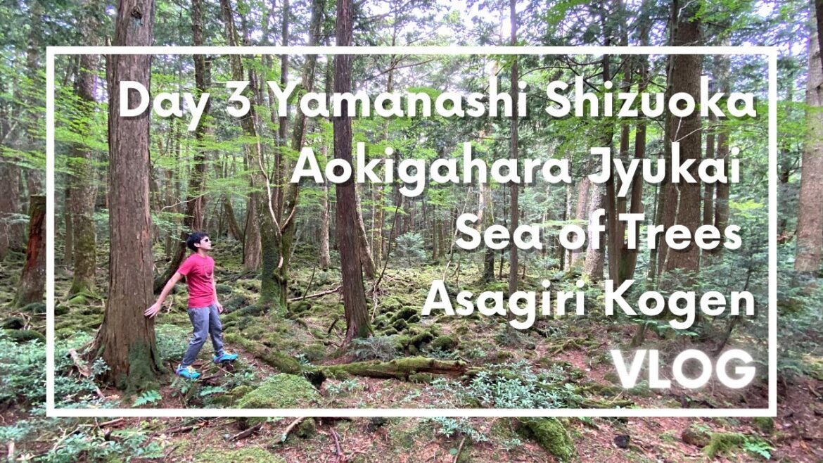 Day 3 Yamanashi Shizuoka Aokigahara Jyukai Sea of Trees Makaino Farm Asagiri kogen travel vlog Japan