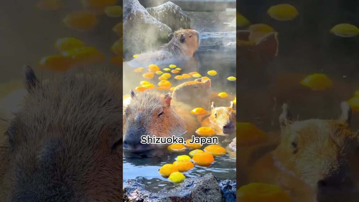 Shizuoka, Japan #fypシ゚viral #fypシ #viralshort #viralvideo #viral #travel #shizuka #japan  #shizuoka