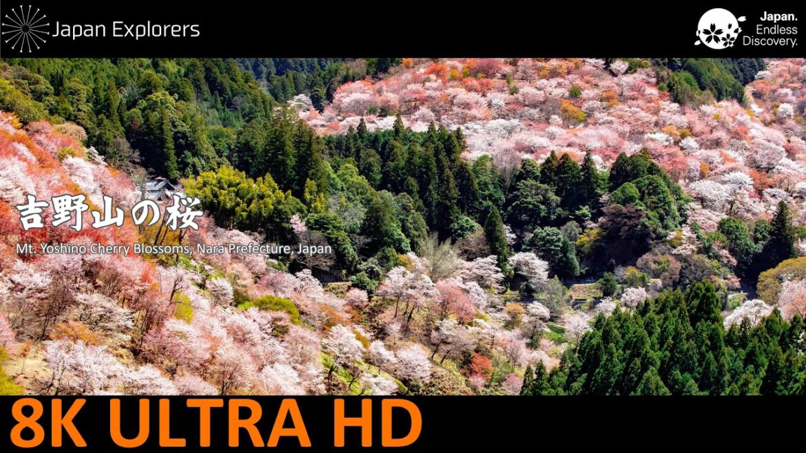 Yoshino Cherry Blossoms 吉野山の桜 [8K]