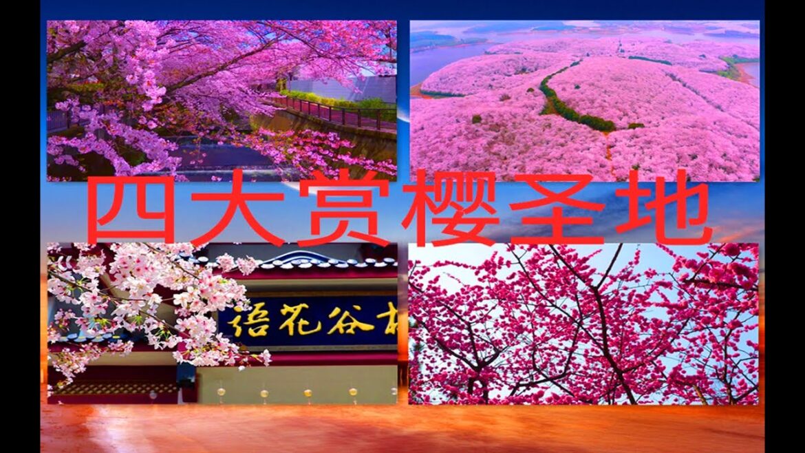 中国四大赏樱圣地：樱花怒放，香醉游人|China's four major cherry blossom viewing sacred places: cherry blossoms blooming