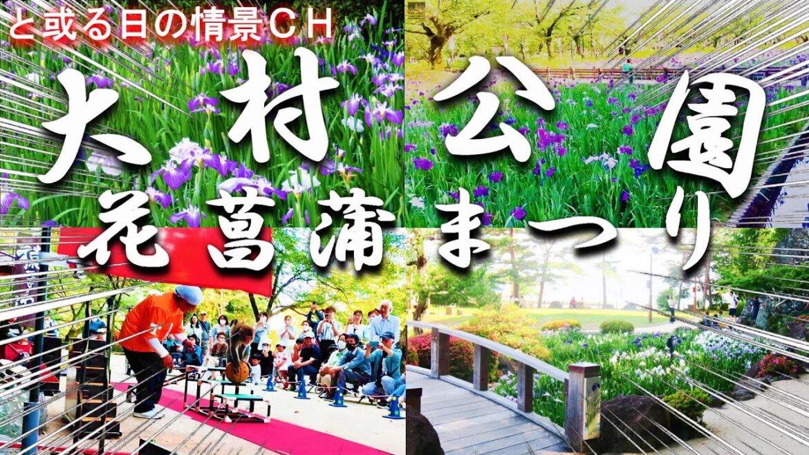 【今日は#花菖蒲 日和】 『#おおむら花菖蒲まつり』#大村公園 を#ぶらり#散策【#長崎県#大村市】