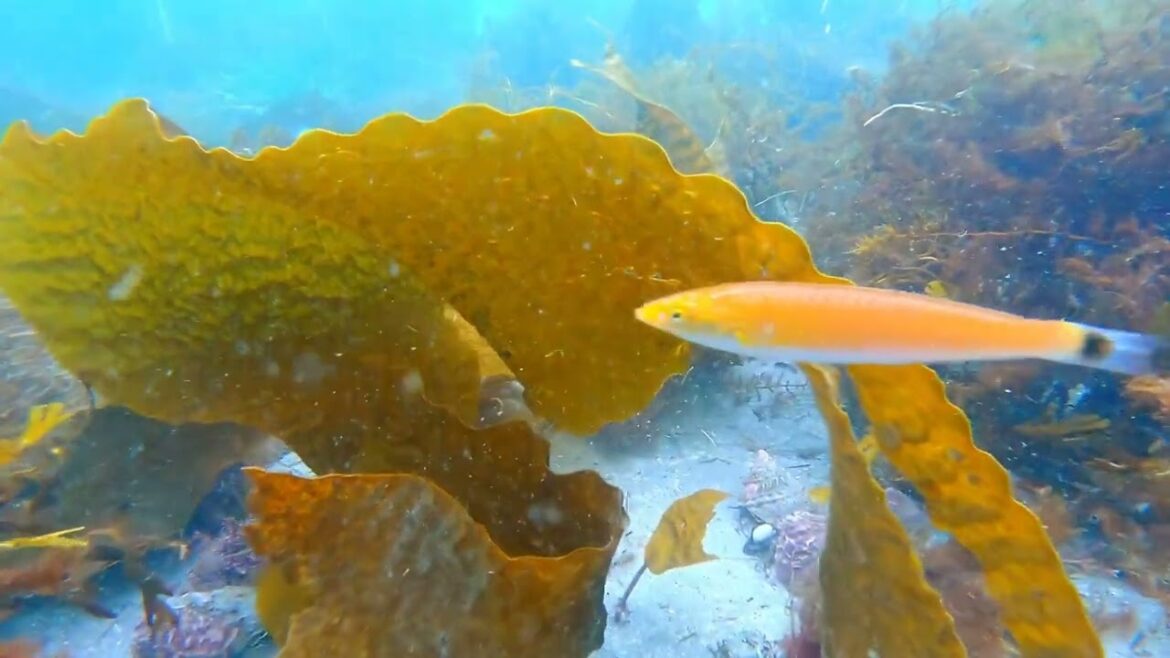 "Aqua Tapestry: Secrets of the Coral Kingdom"