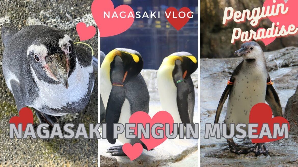 【長崎県長崎市】お出かけにも!旅行にも!ペンギン好きに日本一おすすめする『ペンギン水族館』ジェンツーペンギン・キングペンギン・コダカペンギン・イワトビペンギン・フンボルトペンギン・マゼラン 【長崎県長崎市】お出かけにも!旅行にも!ペンギン好きに日本一おすすめする『ペンギン水族館』ジェンツーペンギン・キングペンギン・コダカペンギン・イワトビペンギン・フンボルトペンギン・マゼラン