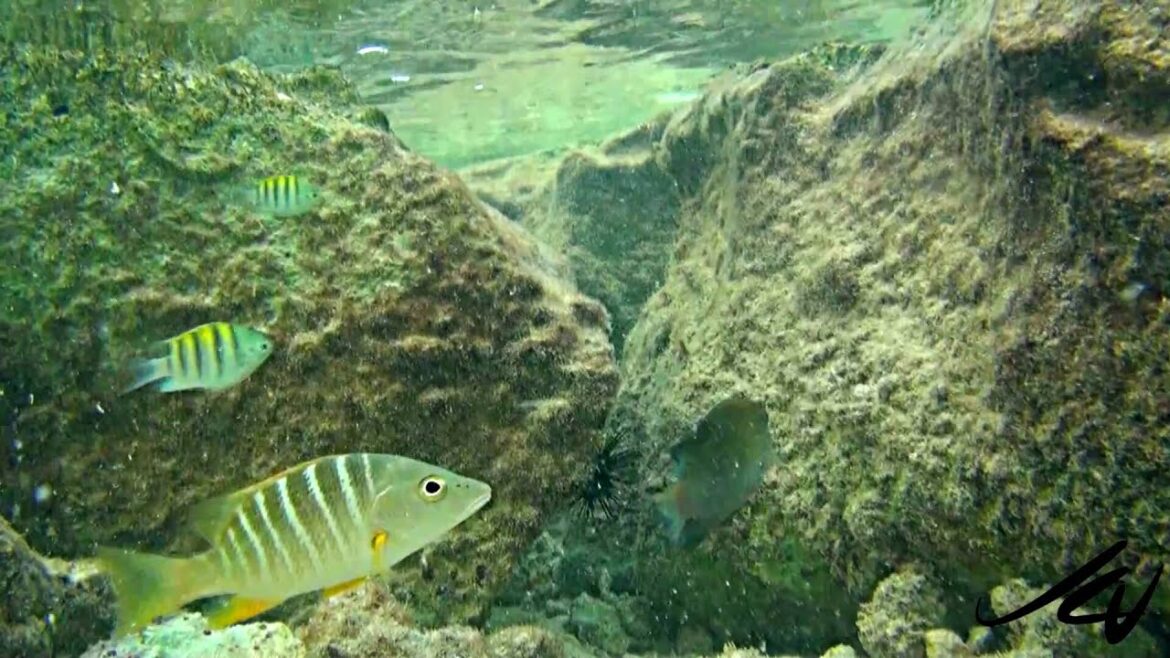tidal pools - lots of little baby fish [HD]