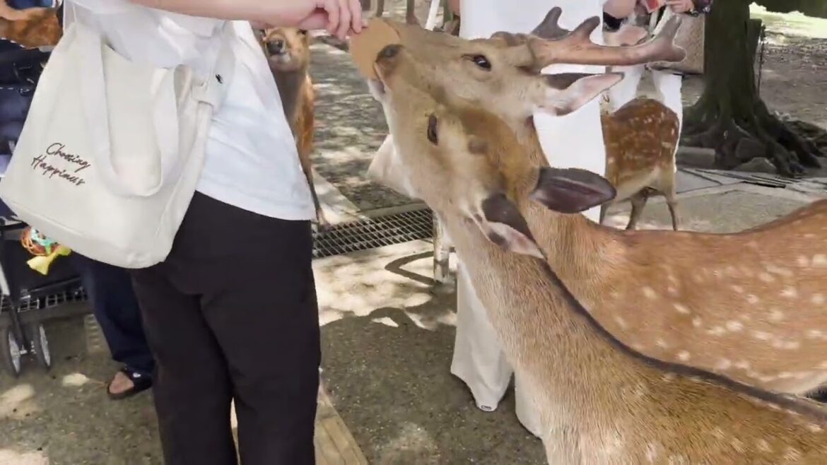 Japan Trip part 4 - Nara and Osaka( @traveltheworld4913 )