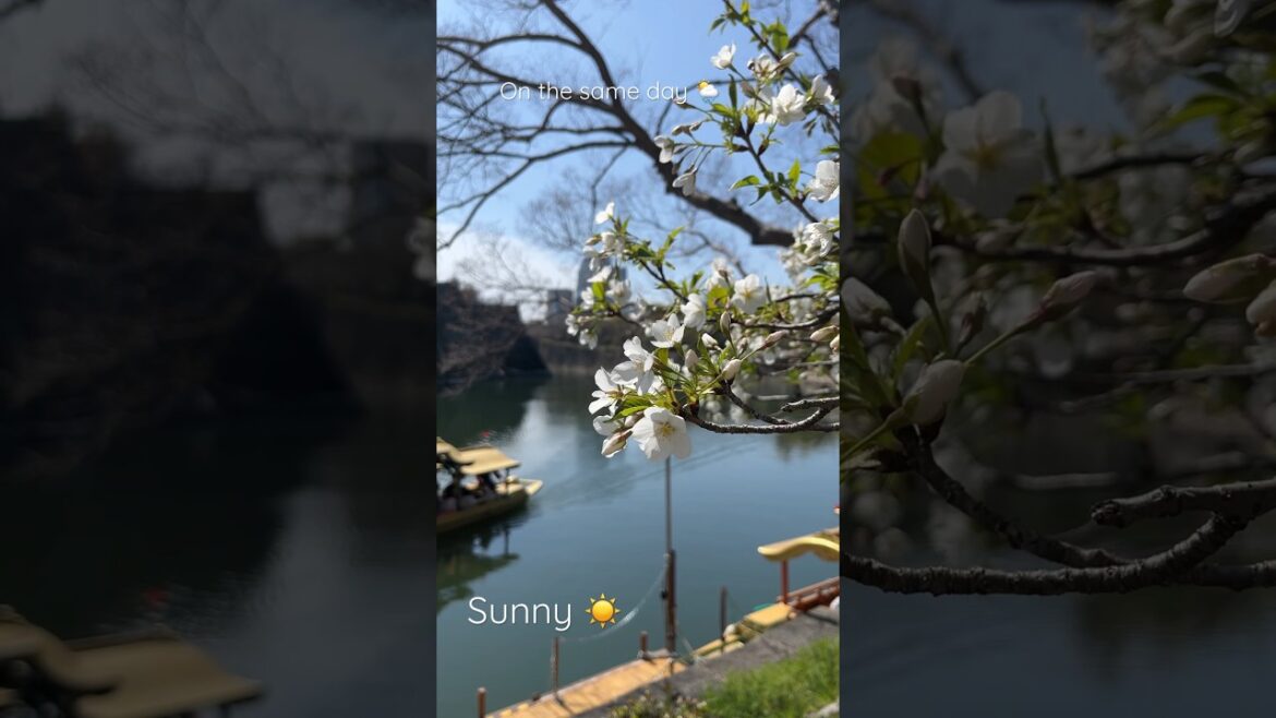 Spring in Japan 🌼 Sunny Osaka Castle during the day + rainy Dotonbori at night 🌦️