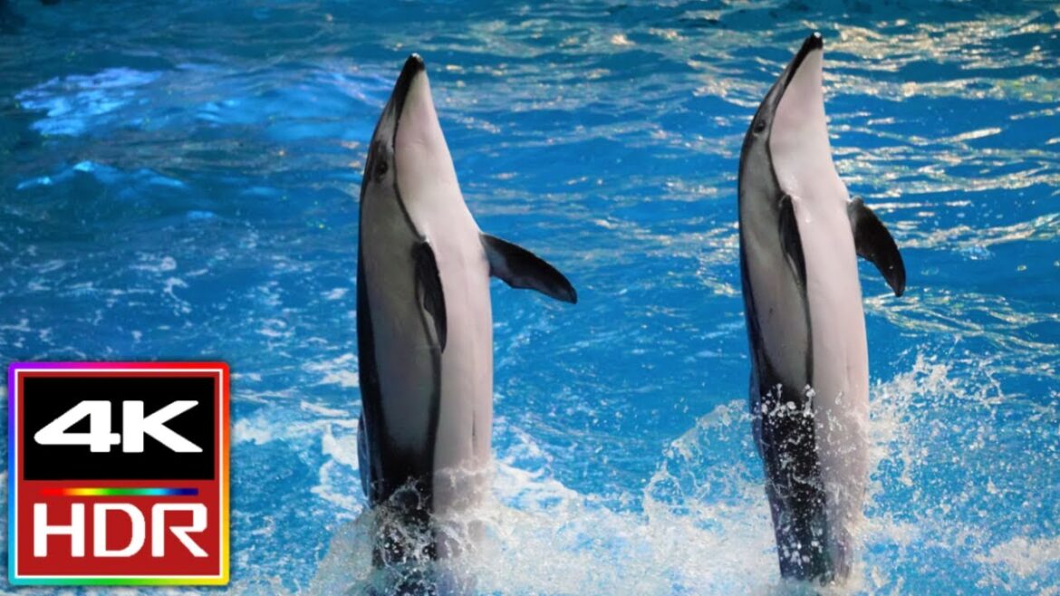Dolphin Show at Aqua Park Shinagawa in Japan 4K π¬ Dolphin Show at Aqua Park Shinagawa in Japan 4K π¬
