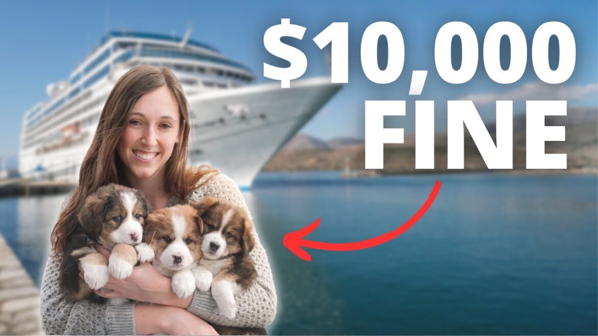 CRUISE NEWS | Alaska Cruise Passenger Pays Ultimate Price | Shocking Fine CRUISE NEWS | Alaska Cruise Passenger Pays Ultimate Price | Shocking Fine