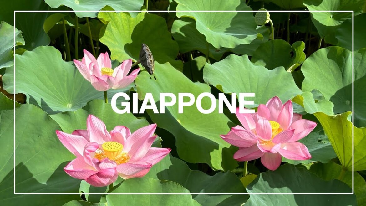 Arigatō Gozaimasu | Japan