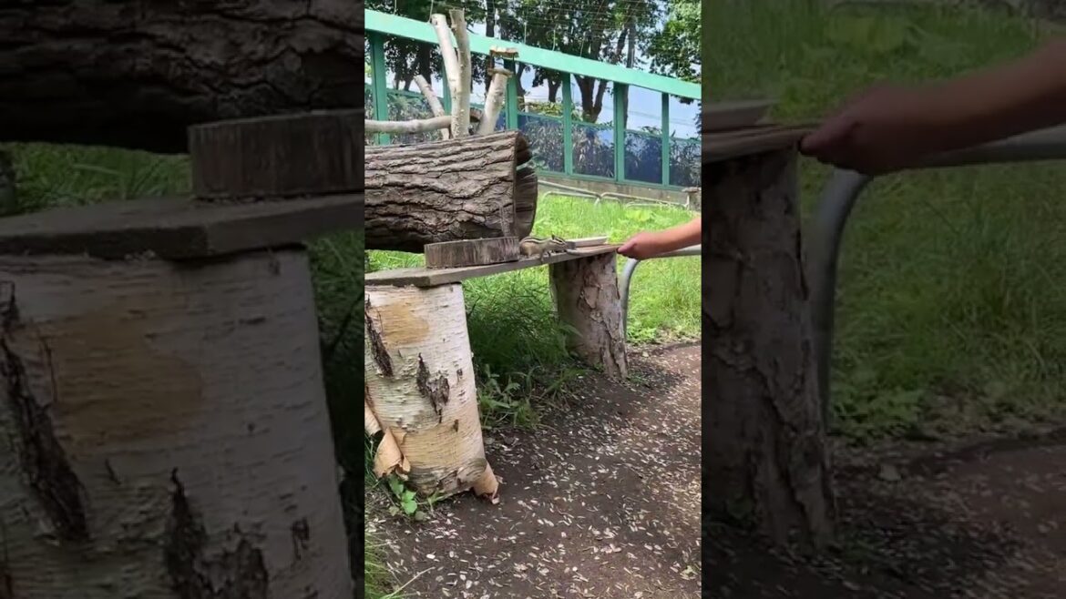 come to a Chipmunk Park in Japan #japan #japantravel #otaru #hokkaido #chipmunk #chipmunks