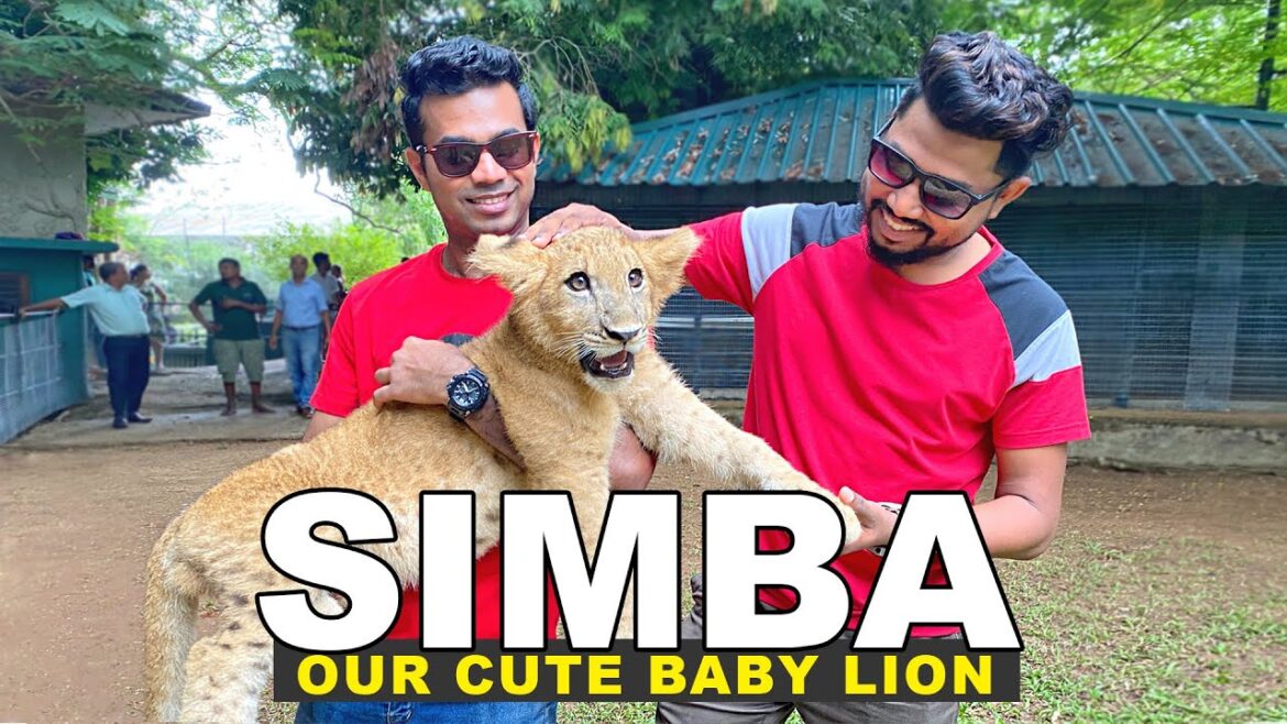 රටම කතා වුනු පුංචි සිංහ පැටියා | Simba | The cute lion cub at Dehiwala Zoo | TRIP PISSO රටම කතා වුනු පුංචි සිංහ පැටියා | Simba | The cute lion cub at Dehiwala Zoo | TRIP PISSO