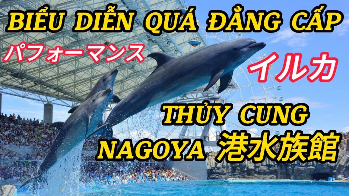 CÁ HEO BIỂU DIỄN TẠI THỦY CUNG NAGOYA | THỦY CUNG NAGOYA P1 | DU LỊCH AICHI | 名古屋港水族館 | イルカパフォーマンス