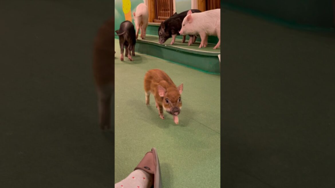 Cutest mini pig cafe Osaka #travel #cute #japan