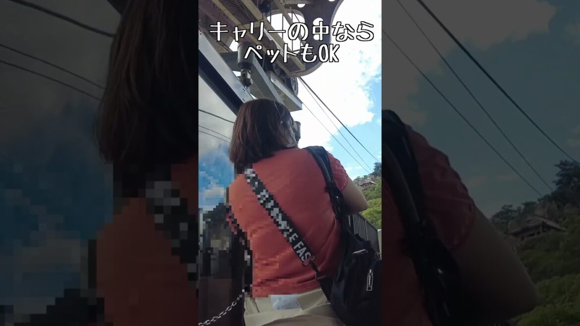 猫と一緒にロープウエイで絶景散歩!! #shorts 猫と一緒にロープウエイで絶景散歩!! #shorts