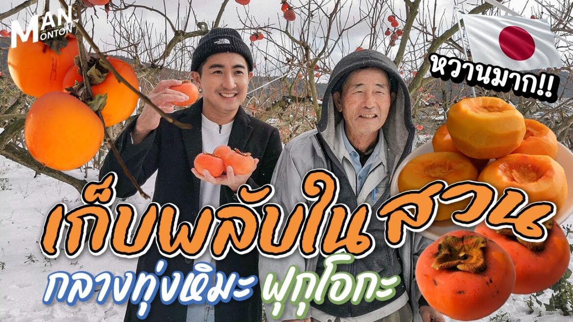 เก็บลูกพลับญี่ปุ่น หวานมาก!! กลางทุ่งหิมะที่ Fukuoka | Outing Man JAPAN