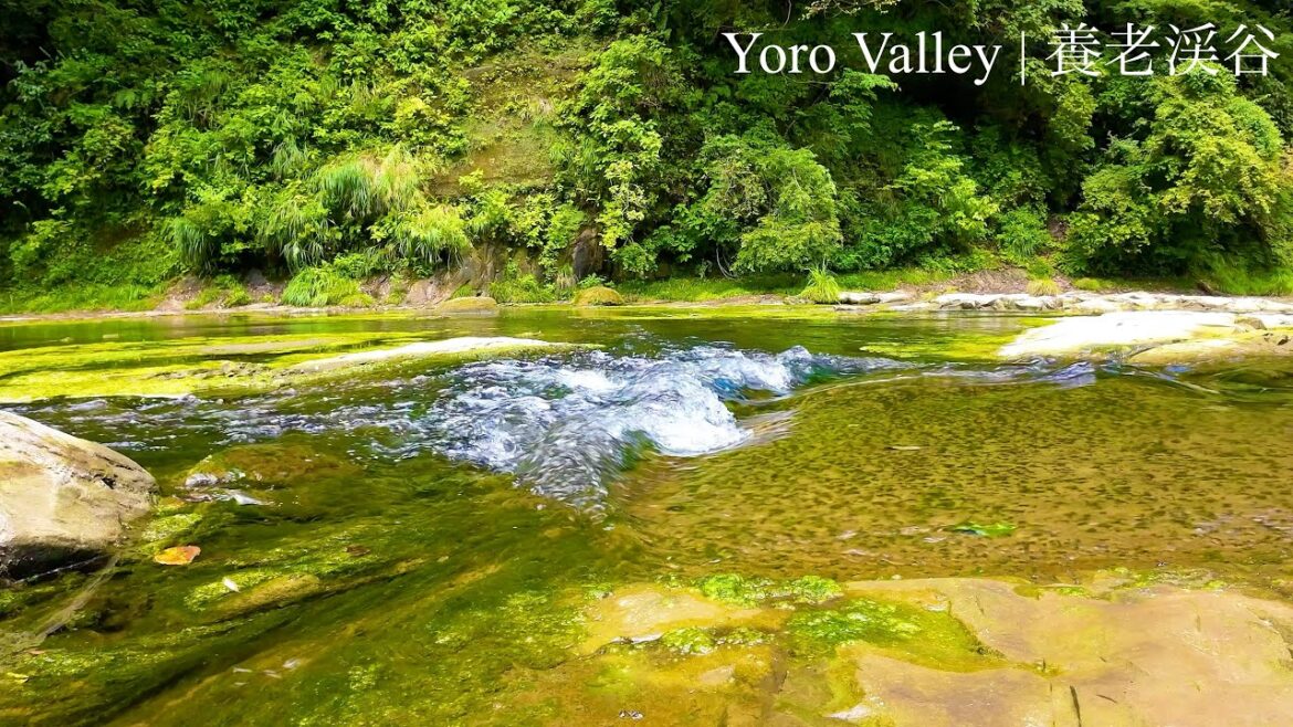 [4K] Relaxing forest river (Yoro Valley, Chiba, Japan) #9 _ [自然音 定点映像] 養老渓谷 (千葉)