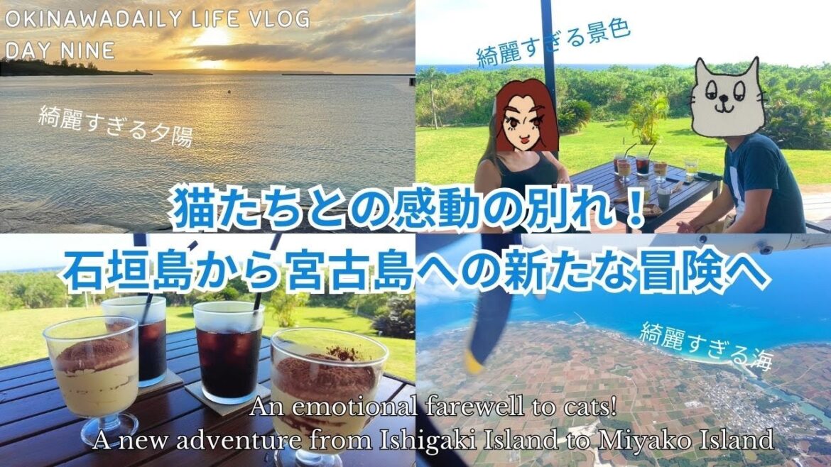 猫たちとの感動の別れ!石垣島から宮古島への新たな冒険へ OKINAWA DAILY LIFE VLOGDAY NINE 猫たちとの感動の別れ!石垣島から宮古島への新たな冒険へ OKINAWA DAILY LIFE VLOGDAY NINE