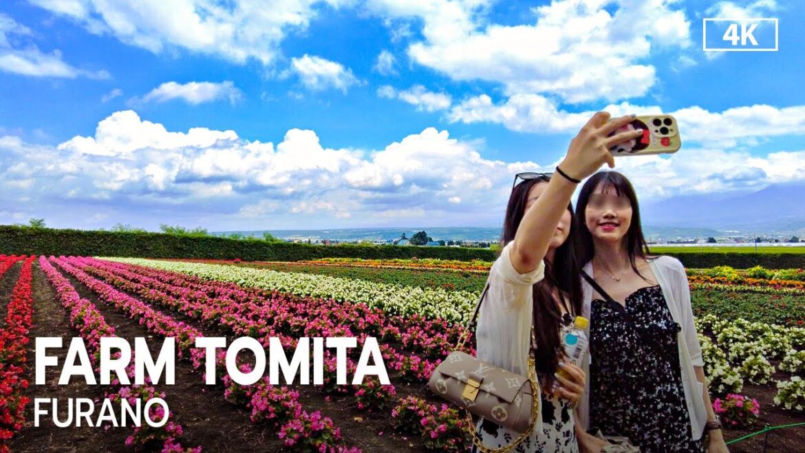 Hokkaido Summer at Farm Tomita Lavender Field Japan 2023 [4K]