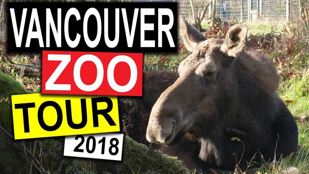 Vancouver Zoo Tour 2018 | Vancouver Travel Guide Vancouver Zoo Tour 2018 | Vancouver Travel Guide
