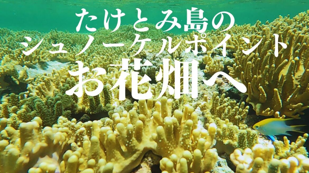 沖縄の離島暮らし 休日は海のお花畑へ 第 392 話 沖縄の離島暮らし 休日は海のお花畑へ 第 392 話