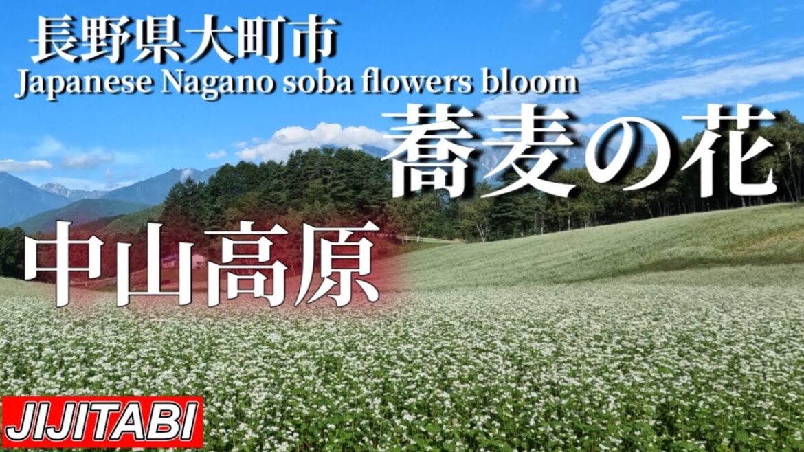 長野県大町市中山高原の蕎麦の花Soba flowers in Nakayama Highlands, Omachi City, Nagano Prefecture 長野県大町市中山高原の蕎麦の花Soba flowers in Nakayama Highlands, Omachi City, Nagano Prefecture