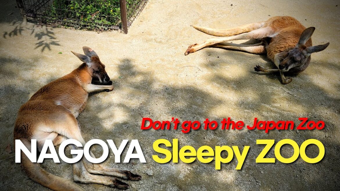 Higashiyama ZooㅣDon’t go Japanese Zoo…ㅣ Walk around Nagoya ㅣ EP.21 Higashiyama ZooㅣDon't go Japanese Zoo...ㅣ Walk around Nagoya ㅣ EP.21