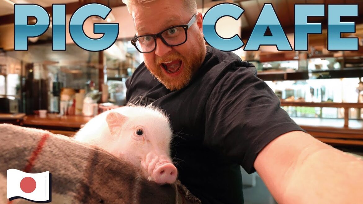 Japan has some crazy cafes!