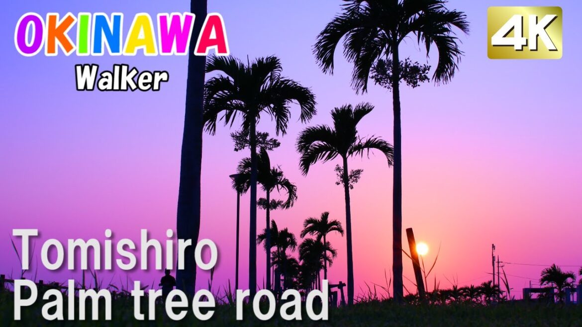 Japan, Okinawa - Naha Palm tree road Walk