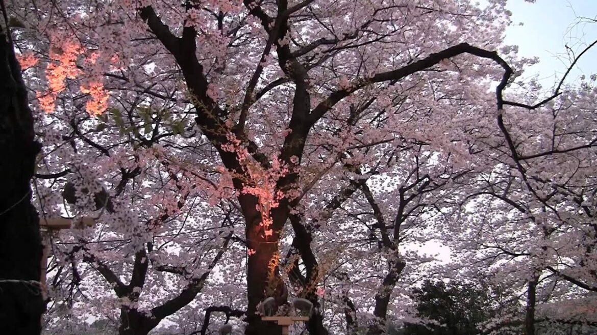 Cherry Blossoms viewing in Tokyo, Sakura in Japan