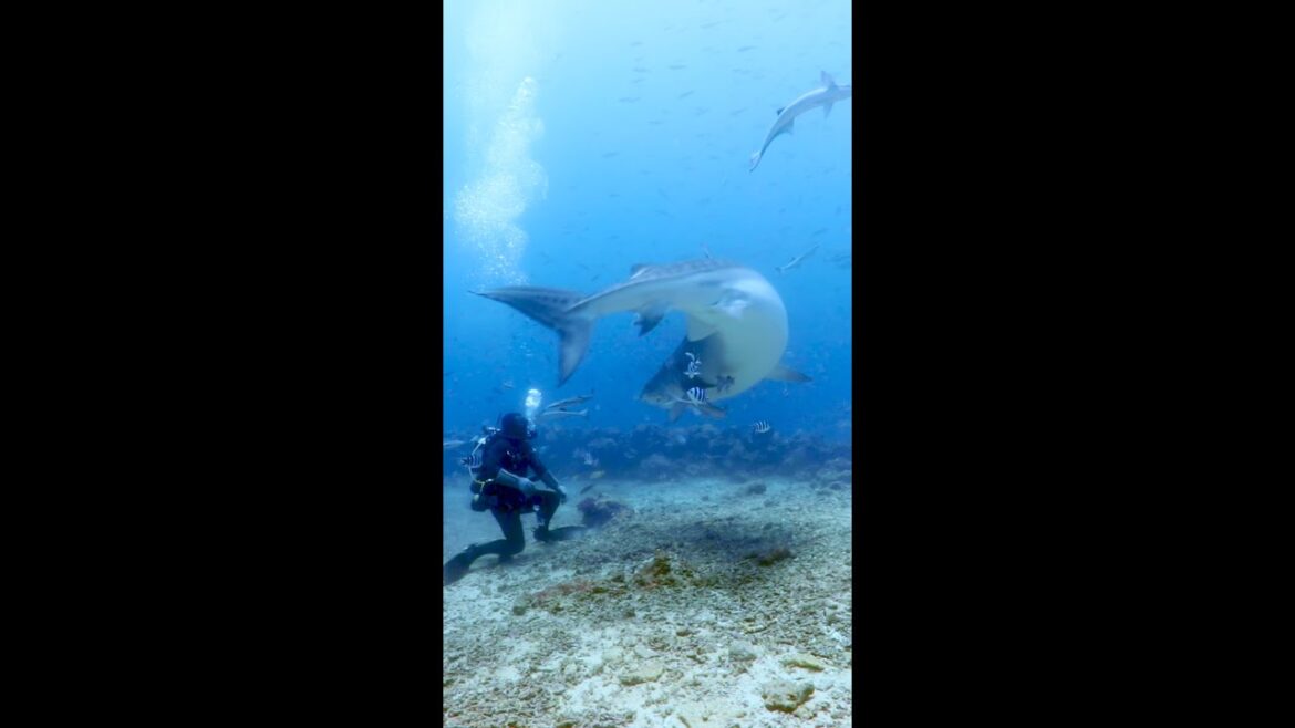 Tiger shark turns on diver Tiger shark turns on diver