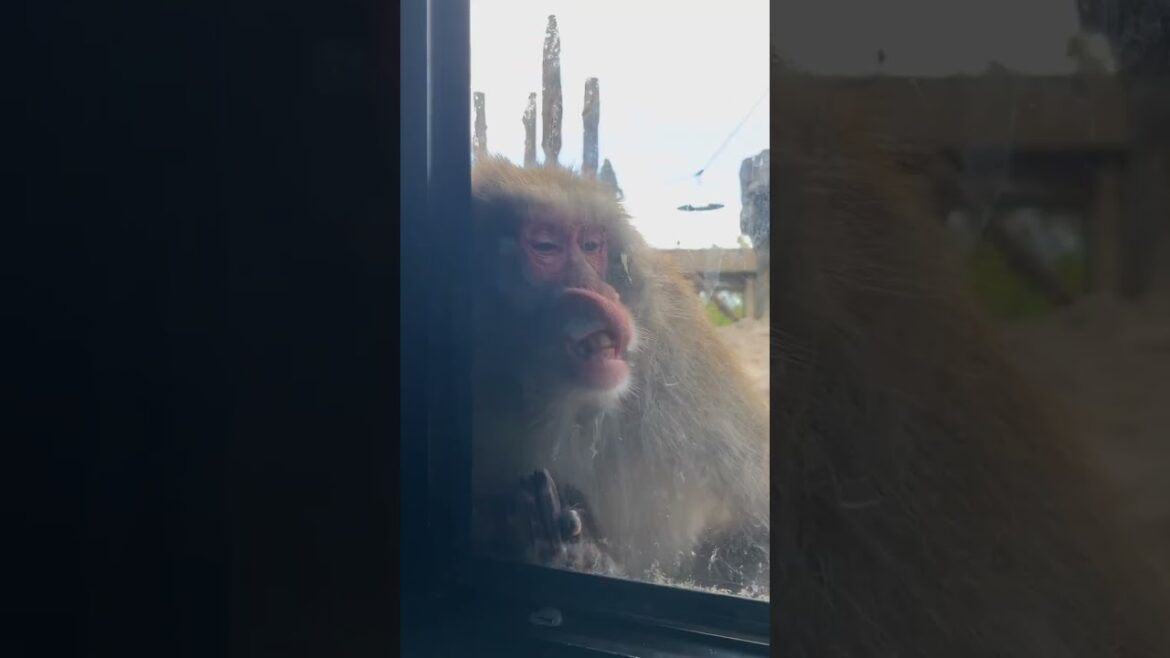 【Episode Japan】旭山動物園の愛くるしい動物たちの日常  北海道旅 Lovely animals at Asahiyama Zoo