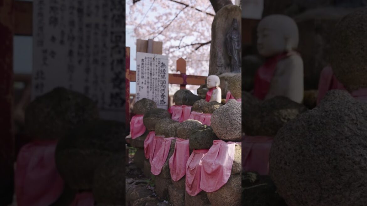 Osaka Castle 🇯🇵 | The Best Things to Do in #Osaka #Japan Osaka Castle 🇯🇵 | The Best Things to Do in #Osaka #Japan